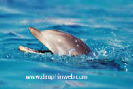 video dauphin