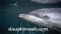 dauphin filet