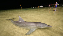 dauphin australie