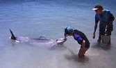 dauphin australie