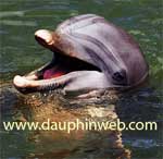 liens dauphins