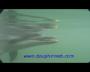video dolphin